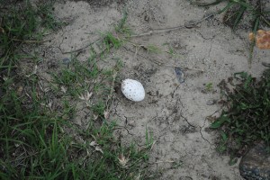 snake egg grassland